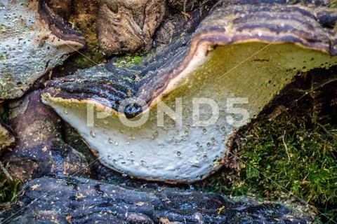 A wild mushroom in Heceta Head Lighthouse State Park Florence, Oregon Stock Photos