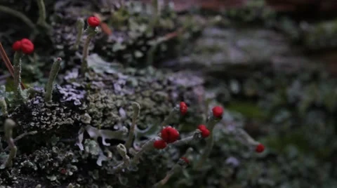 Wild Mushroom inside a log Stock Footage 11423395