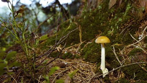 Wild mushroom next to the tree in the forest Stock-Footage 94426296