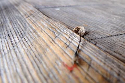 Wild mushroom on an old rustic table 스톡 사진