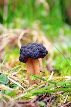 Wild mushroom Stock Photos