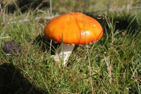 Wild Mushroom Stock Photos