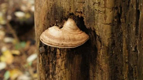 Wild Mushroom Stock Photos