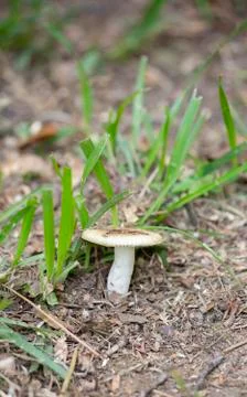 Wild Mushroom Stock Photos