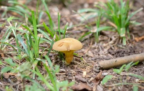 Wild Mushroom Stock Photos