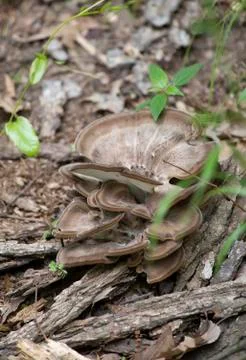 Wild Mushroom Stock Photos