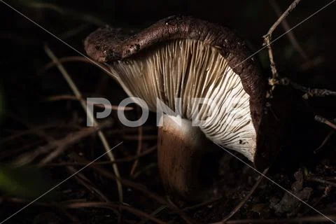 Wild Mushroom Stock Photos