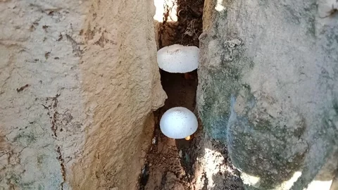 Wild mushroom plants hidden behind trees. Stock Footage 279916685