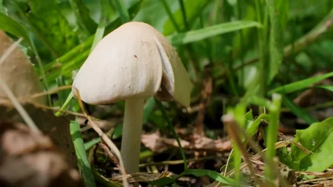 Wild Mushroom Shining in Sunlight on Forest Floor Macro Video Vidéo 339304826