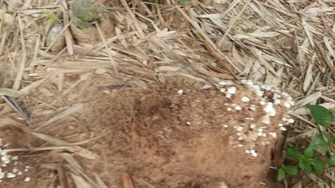 Wild mushroom on the Snake Anthill. Stock Footage 204002619