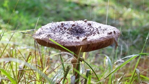 A Wild Mushroom Stands Alone In The Grass Stock Footage 338410480