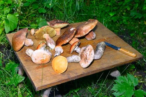 Wild mushroom on the table Stock Photos