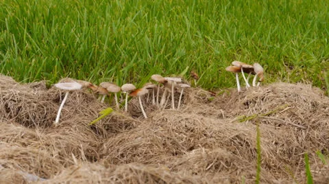 Wild mushrooms  1 Stock Footage 25363219