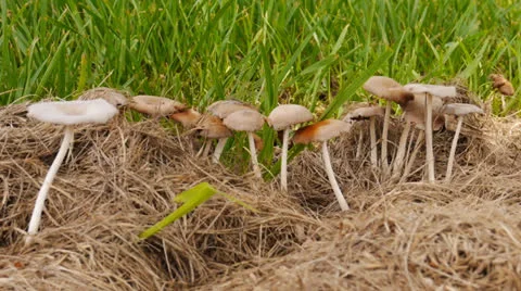 Wild mushrooms  2 Stock Footage 25359945