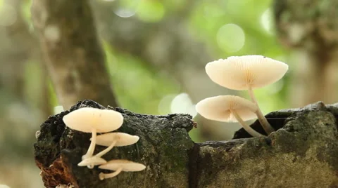Wild Mushrooms On A Branch Stock Footage 45282631