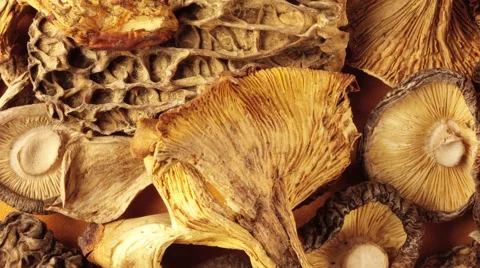 WILD MUSHROOMS IN CLOSE UP MACRO TRACKING SHOT OVERHEAD Vidéo 62232323
