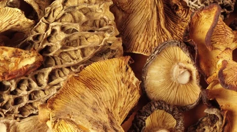 WILD MUSHROOMS IN CLOSE UP MACRO TRACKING SHOT OVERHEAD Vidéo 62232371