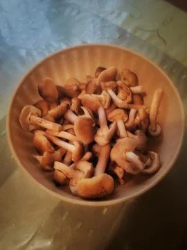 Wild Mushrooms in a Container on a Table Still Life 写真素材