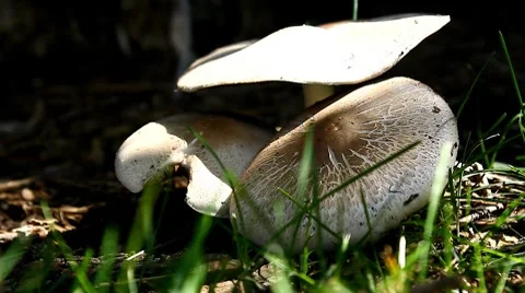 Wild mushrooms Stock Footage 8647633