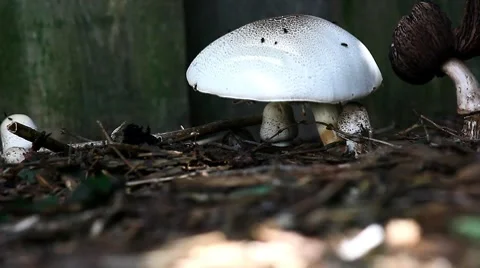 Wild mushrooms Video stock 8647717