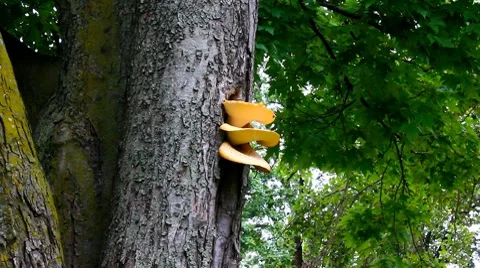 Wild mushrooms Stock Footage 8647962