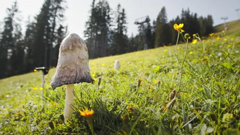 Wild Mushrooms Stock Footage 142019066
