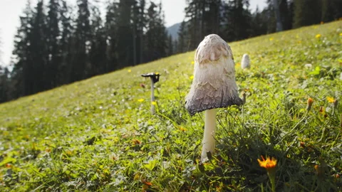 Wild Mushrooms Stock Footage 142019728