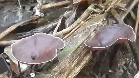 Wild mushrooms Stock Footage 299915011