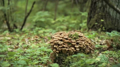 Wild mushrooms in the forest Stock-Footage 162808322