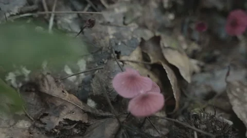 Wild mushrooms in the forest Stock Footage 172053617