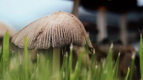 Wild Mushrooms in Grass During Light Rain Macro Video Stock-Footage 338206147