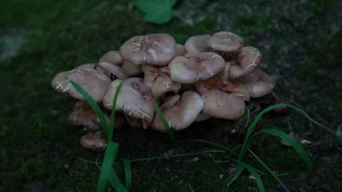 Wild Mushrooms Grow in Forest Stock Footage 149277723