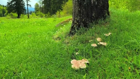 Wild Mushrooms Growing at the Base of a Tree in a Forest Meadow Stock Footage 312725893