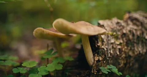 Wild mushrooms growing from fallen tree trunk in forest close up Stock Footage 340997396