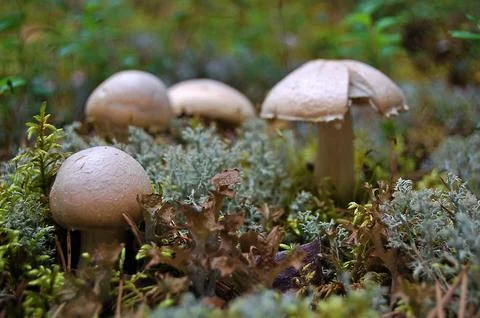 Wild Mushrooms in a Lichen-Covered Forest Stock Photos