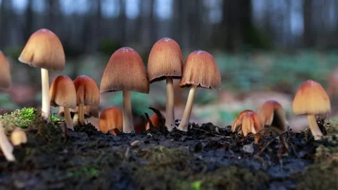 Wild mushrooms on mossy log, smooth slider motion.  Stock Footage 334708533