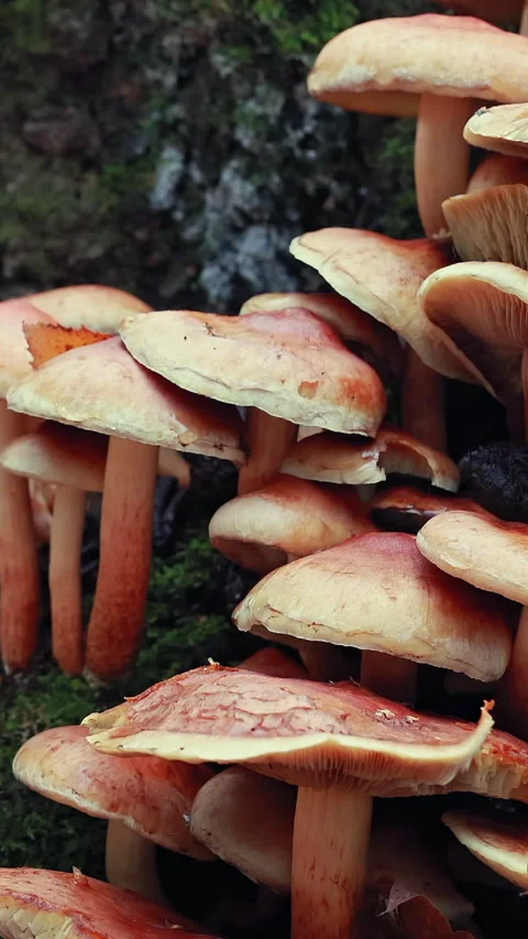 Wild mushrooms on mossy log, smooth slider motion. Vertical Stock Footage 342936863