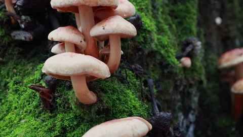 Wild mushrooms on mossy tree trunk, smooth slider motion Stock Footage 341863605