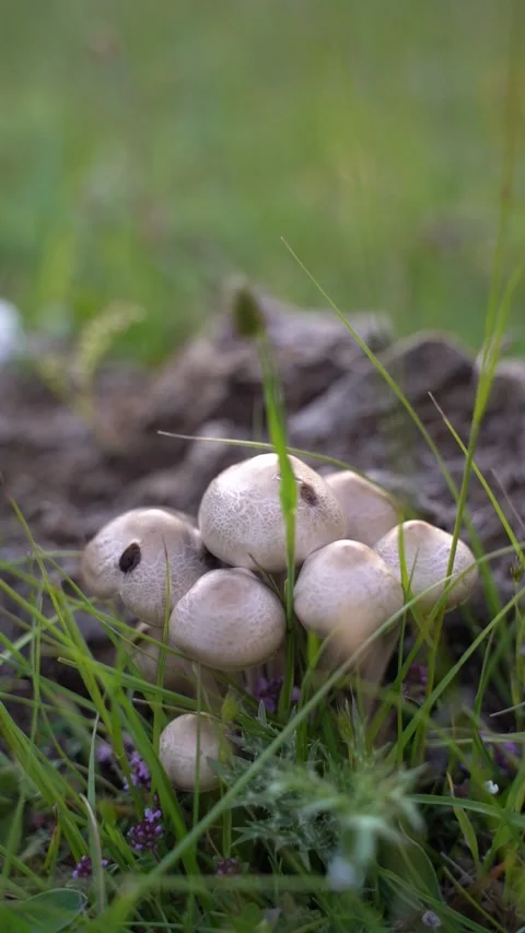 Wild mushrooms on the mountain 動画素材 168243445