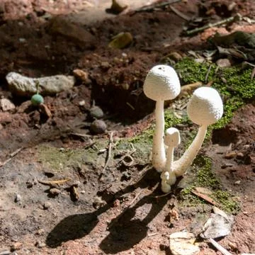 Wild mushrooms in Mountains Stock Photos
