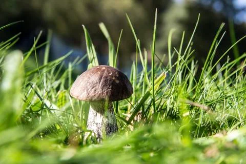 Wild mushrooms Stock Photos