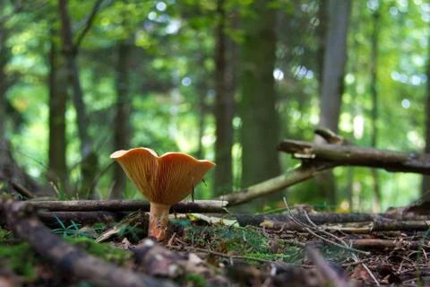 Wild mushrooms Stock-Fotos