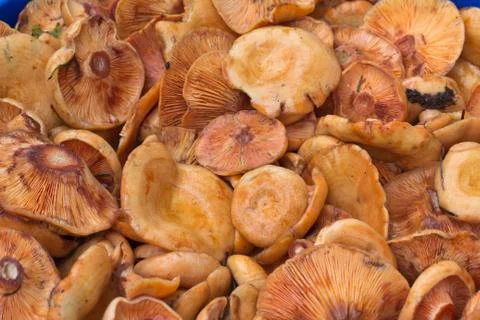 Wild mushrooms Stock-Fotos