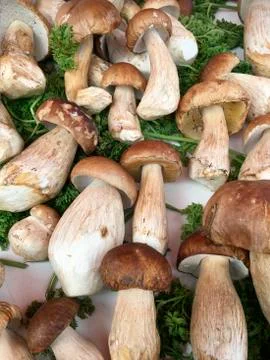 Wild Mushrooms Stock Photos