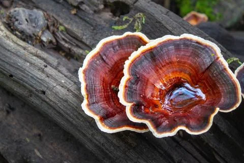 Wild Mushrooms Stock Photos