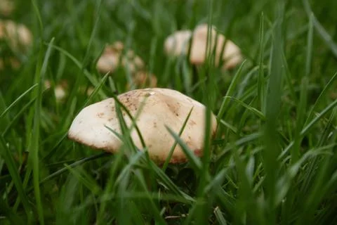 Wild Mushrooms Stock Photos