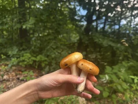 Wild mushrooms Stock Photos