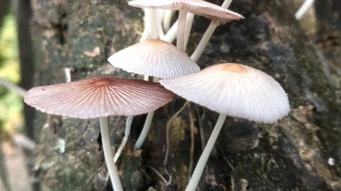Wild mushrooms on rotten tree trunks Video stock 332140132