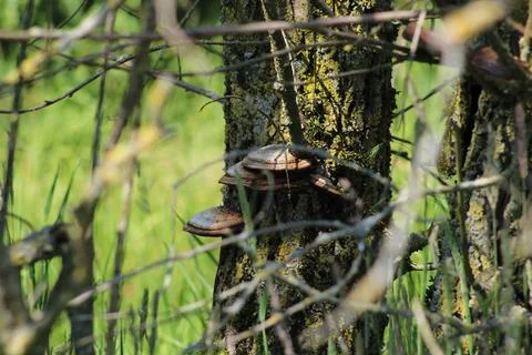 Wild mushrooms on tree Stock Photos