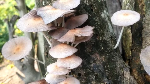 Wild Mushrooms on a Tree Trunk Stock Footage 332140129